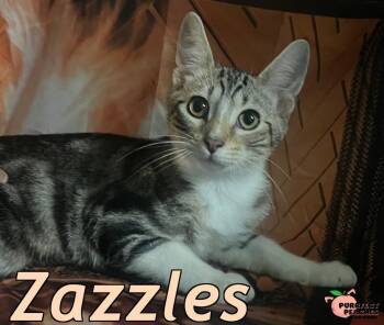 Rescue Domestic Medium Hair Cats for Adoption in Douglasville, Georgia - Zazzles | PetCurious