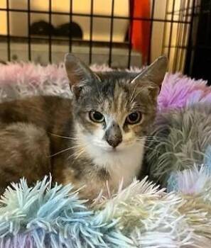 Rescue Dilute Calico Cats for Adoption in Coalhurst, Alberta - Piper | PetCurious