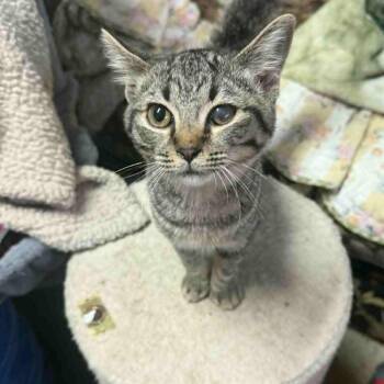 Rescue Domestic Short Hair Cats for Adoption in Beulaville, North Carolina - Violet | PetCurious