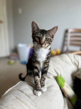 Rescue Tabby and Domestic Short Hair Cats for Adoption in Lombard, Illinois - Madeline | PetCurious