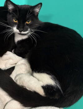 Rescue Domestic Short Hair Cats for Adoption in Sterling, Massachusetts - Samantha 7 Months Ava 11/20 | PetCurious