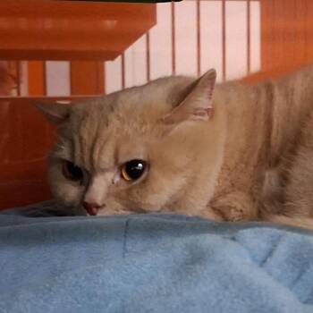 PRINCE -  British Shorthair Cat for Adoption in Richmond, California - PRINCE | PetCurious