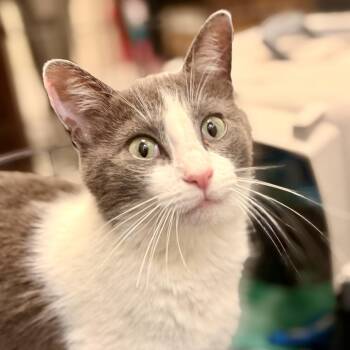 American Shorthair Cats Available for Adoption in Freeport, Florida - Aloha | PetCurious