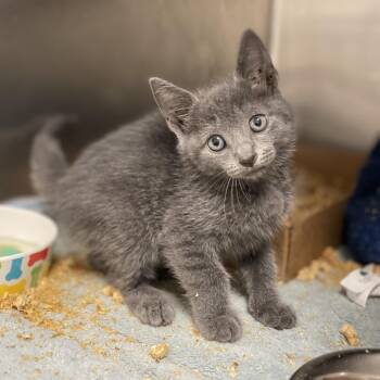 Wiley -  Domestic Short Hair Cat for Adoption in Dickinson, Texas - Wiley | PetCurious