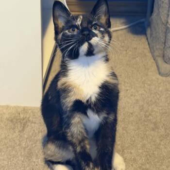 Mimi -  Calico and Domestic Short Hair Cat for Adoption in Gladstone, Oregon - Mimi | PetCurious