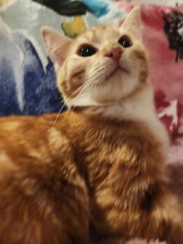 Domestic Short Hair and Tabby Cats Available for Adoption - Creamsicles | PetCurious