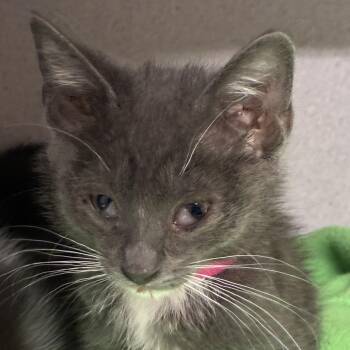 Flo -  Domestic Short Hair Cat for Adoption in Goleta, California - Flo | PetCurious
