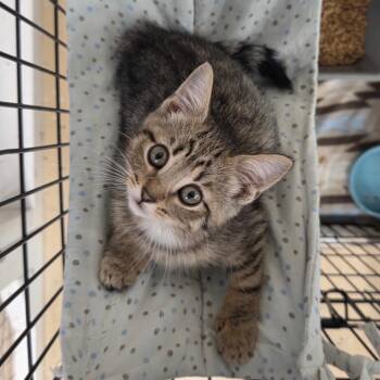 Spay -  Domestic Short Hair Cat for Adoption in Newport, Tennessee - Spay | PetCurious