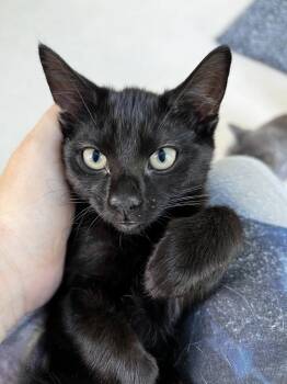 Yamaha -  Domestic Short Hair Cat for Adoption in Calverton, Maryland - Yamaha | PetCurious