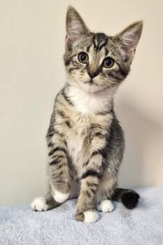 Ubume -Preadoption ONLY -  Domestic Short Hair Cat for Adoption in Chilliwack, British Columbia - Ubume -Preadoption ONLY | PetCurious