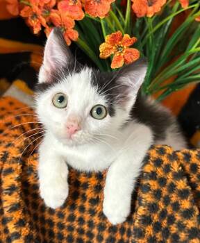 3/25/26 Nelson -  Domestic Short Hair Cat for Adoption in Stillwater, Oklahoma - 3/25/26 Nelson | PetCurious