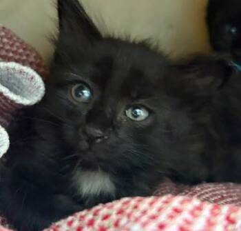 Manny -  Domestic Medium Hair and Domestic Short Hair Cat for Adoption - Manny | PetCurious