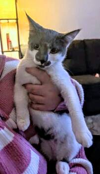 Domestic Short Hair and Tabby Cats Available for Adoption in Livonia, Michigan - C316 Litter Batgirl | PetCurious