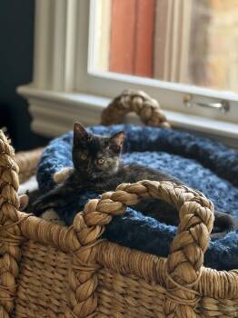 Domestic Short Hair and Domestic Medium Hair Cats Available for Adoption - Xena | PetCurious