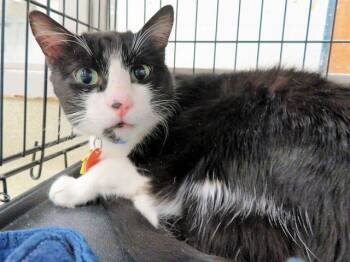 Domestic Short Hair Cats Available for Adoption - SQUIRTLE | PetCurious