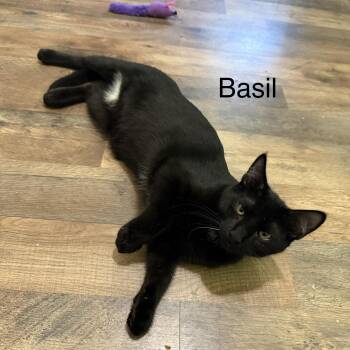 Basil -  Domestic Short Hair Cat for Adoption in Beaufort, South Carolina - Basil | PetCurious
