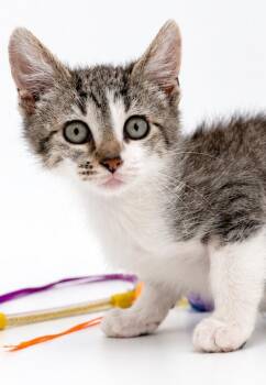 Sky is so sweet and sooo special - Head butting champ - super TI -  Turkish Van and Bengal Cat for Adoption in Bedford Hills, New York - Sky Is So Sweet And Sooo Special - Head Butting Champ - Super TI | PetCurious