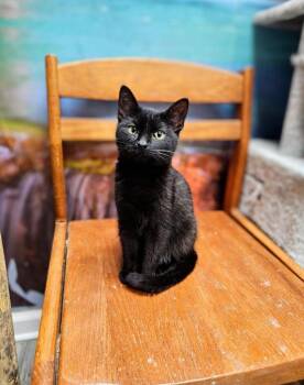 Rescue Domestic Short Hair Cats for Adoption in Chicago, Illinois - Chips | PetCurious