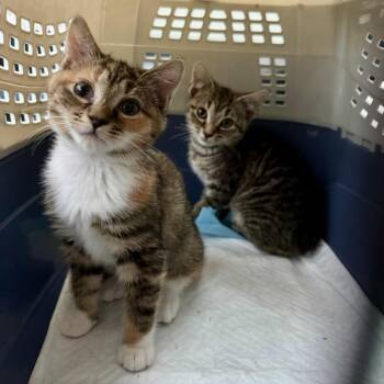 Domestic Short Hair Cats Available for Adoption in Fairfax Station, Virginia - Moon | PetCurious