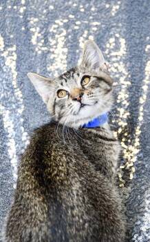 Drew -  Domestic Short Hair Cat for Adoption in Bellevue, Washington - Drew | PetCurious