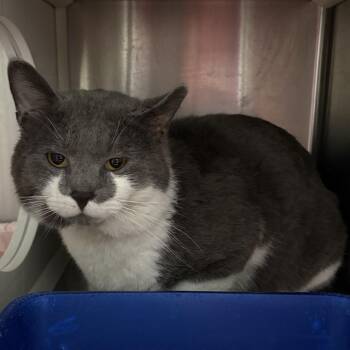 Gary -  Domestic Short Hair Cat for Adoption in Clavet, Saskatchewan - Gary | PetCurious