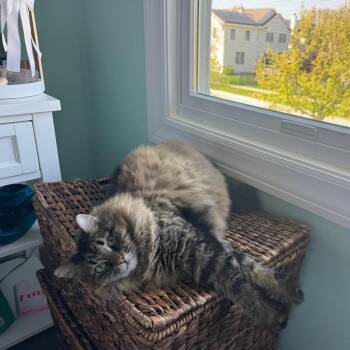 Delilah -  Domestic Long Hair Cat for Adoption in Wheeling, Illinois - Delilah | PetCurious