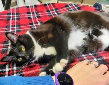Oreo -  Domestic Short Hair Cat for Adoption in Sherwood, Oregon - Oreo | PetCurious