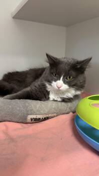 Rescue Domestic Long Hair Cats for Adoption in Fall River, Massachusetts - Leynn | PetCurious