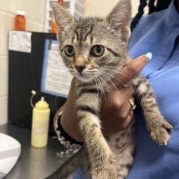 Fig -  Domestic Short Hair Cat for Adoption in Hattiesburg, Mississippi - Fig | PetCurious