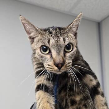 Carrie -  Domestic Short Hair Cat for Adoption in Concord, North Carolina - Carrie | PetCurious