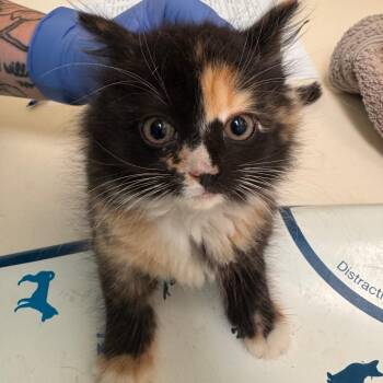 Figgy -  Domestic Short Hair Cat for Adoption in Lynchburg, Virginia - Figgy | PetCurious