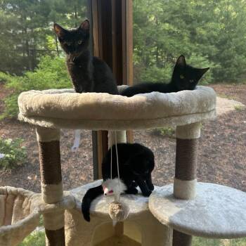Ally -  Domestic Short Hair Cat for Adoption in Hopkinton, Massachusetts - Ally | PetCurious