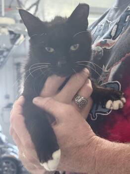 Booties -  Domestic Short Hair Cat for Adoption in Naples, Florida - Booties | PetCurious