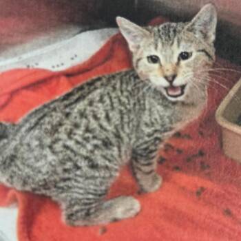 Sam -  Domestic Short Hair Cat for Adoption in Austin, Texas - Sam | PetCurious
