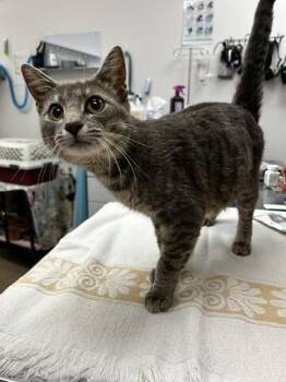 Casey Becker -  Domestic Short Hair Cat for Adoption in Chambersburg, Pennsylvania - Casey Becker | PetCurious