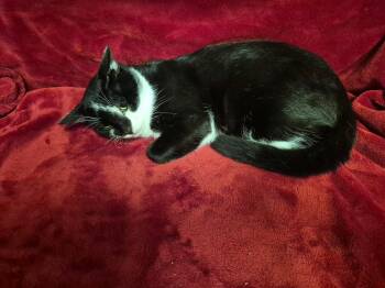 Jagger -  Domestic Short Hair Cat for Adoption in Oviedo, Florida - Jagger | PetCurious