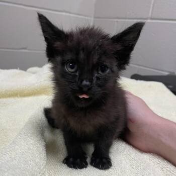 Bowling Pin -  Domestic Short Hair Cat for Adoption in Bristol, Indiana - Bowling Pin | PetCurious