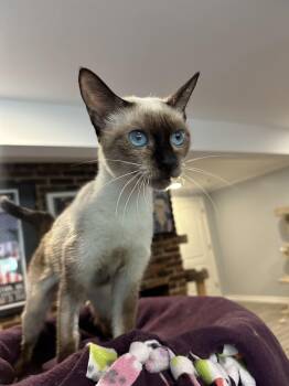 Felix (Siamese) -  Siamese Cat for Adoption in Fairfax, Virginia - Felix (Siamese) | PetCurious