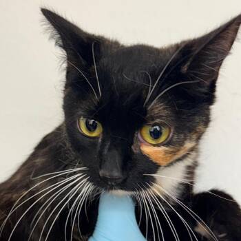 Domestic Short Hair Cats Available for Adoption in Redwood Valley, California - Manchas | PetCurious