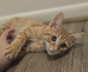 Rescue Tabby and Domestic Short Hair Cats for Adoption in Liverpool, Texas - Syrup | PetCurious