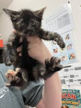 Domestic Medium Hair Cats Available for Adoption in Sacramento, California - Adelaide  | PetCurious