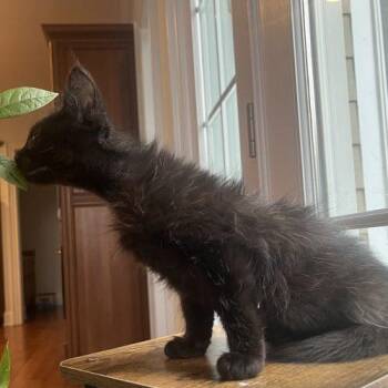 Goofball -  Domestic Long Hair Cat for Adoption in Knoxville, Tennessee - Goofball | PetCurious