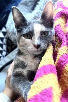 Domestic Short Hair Cats Available for Adoption in Rixeyville, Virginia - Coleslaw | PetCurious