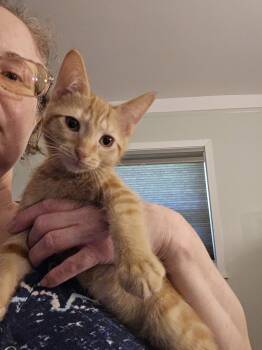 Adrian -  Domestic Short Hair Cat for Adoption in Walled Lake, Michigan - Adrian | PetCurious