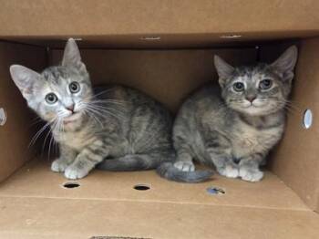 Georgina -  Domestic Short Hair Cat for Adoption in Westland, Michigan - Georgina | PetCurious
