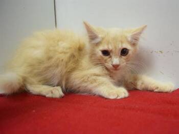 LUBBOCK -  Domestic Medium Hair Cat for Adoption in Sacramento, California - LUBBOCK | PetCurious