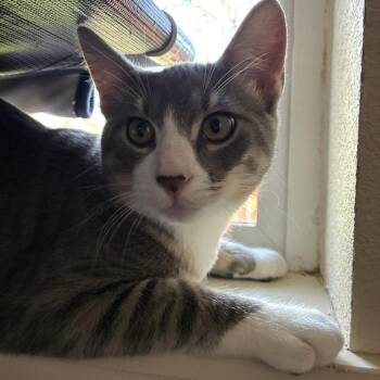 Domestic Short Hair Cats Available for Adoption - Gordo | PetCurious
