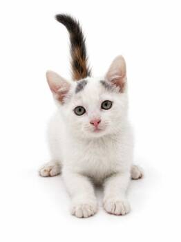 Mandy is a lover girl- white snow ball super sweet -  Turkish Van and Domestic Short Hair Cat for Adoption in Bedford Hills, New York - Mandy Is A Lover Girl- White Snow Ball Super Sweet | PetCurious