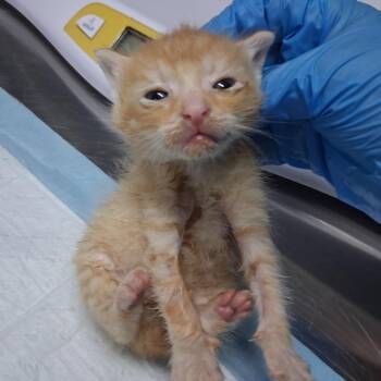 Scrambled -  Domestic Short Hair Cat for Adoption in Summerville, South Carolina - Scrambled | PetCurious