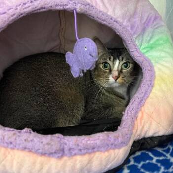 Trouble Cat OS NV -  Abyssinian Cat for Adoption in Las Vegas, Nevada - Trouble Cat OS NV | PetCurious